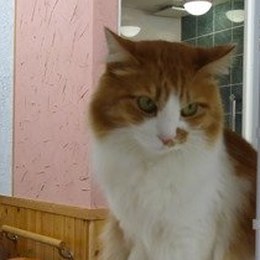 看板猫のはなちゃん