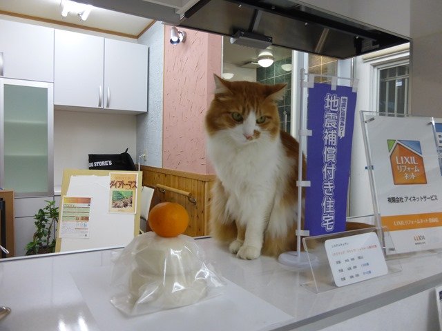 看板猫のはなちゃん